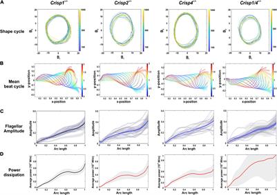 CRISPs Function to Boost Sperm Power Output and Motility